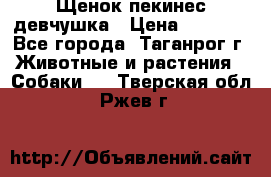 Щенок пекинес девчушка › Цена ­ 2 500 - Все города, Таганрог г. Животные и растения » Собаки   . Тверская обл.,Ржев г.